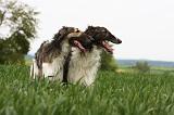 BARZOI 132